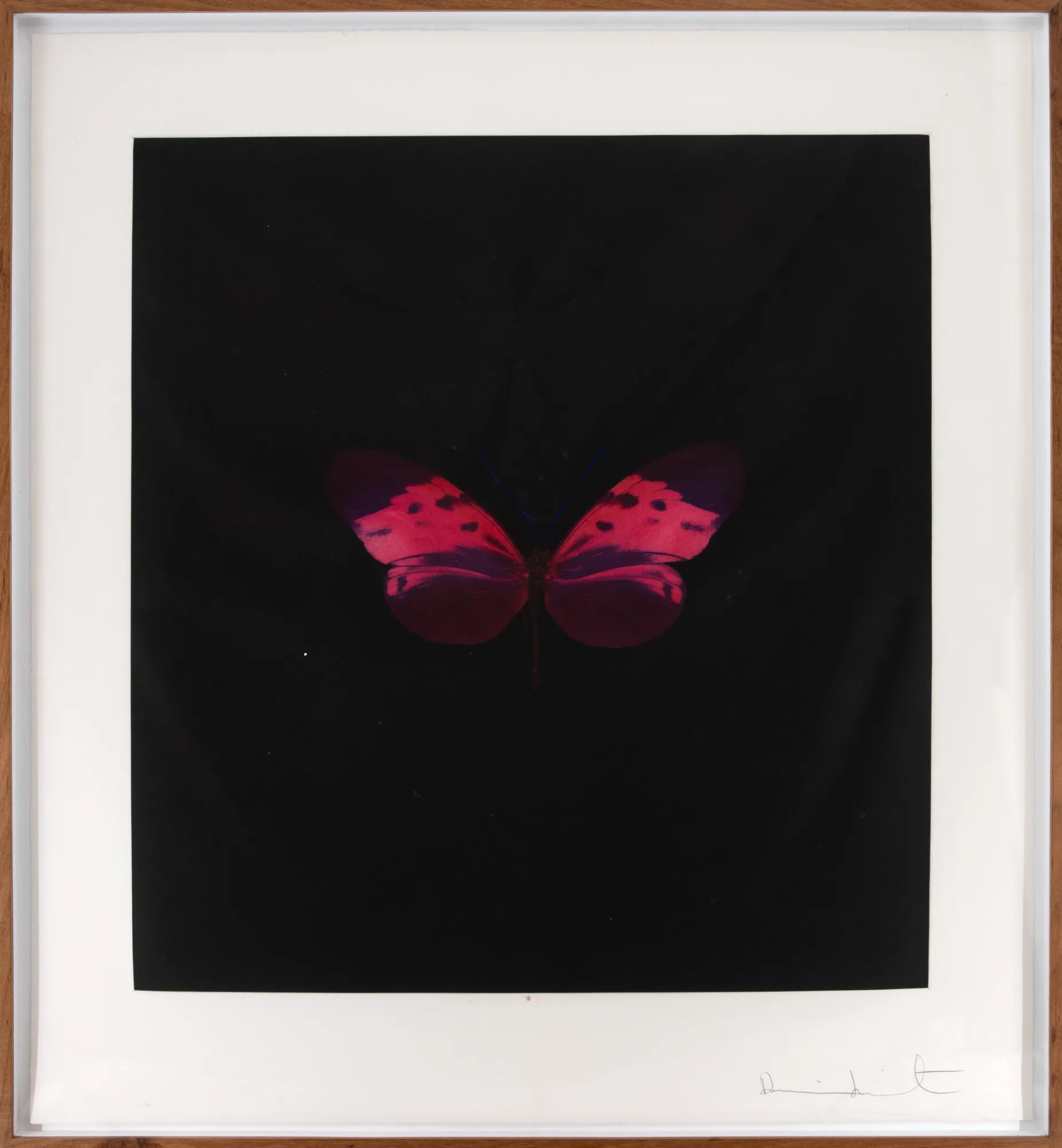 Damien Hirst - Six Butterfly