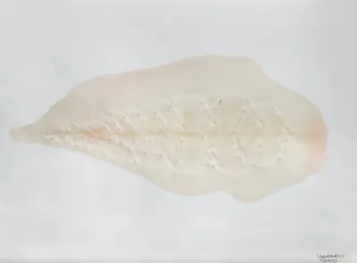 Franklin Cassaro - Sem Titulo