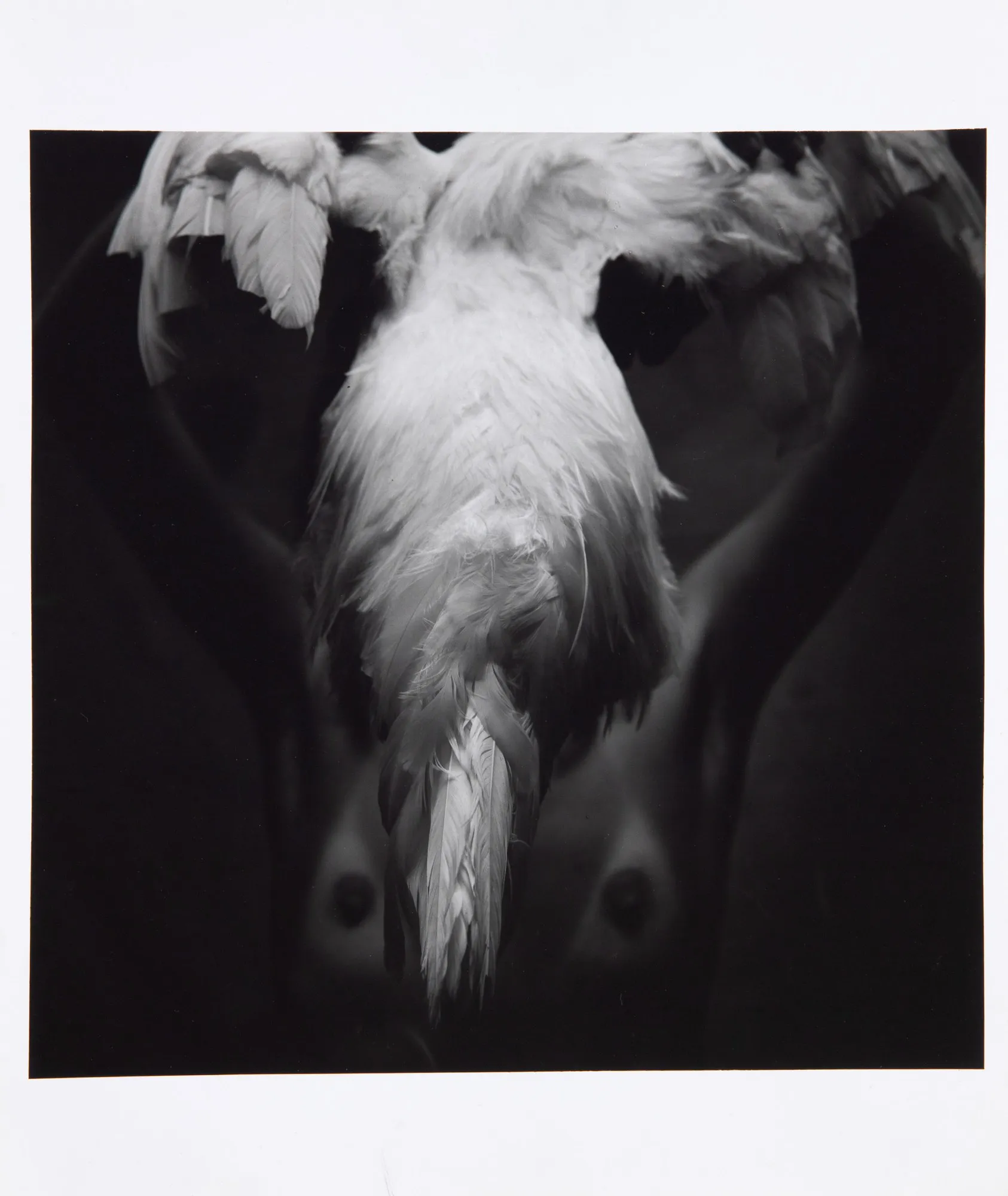 Mario Cravo Neto - Maria Ad White Cock